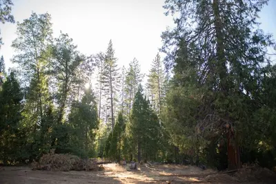a forest of trees with the sun shining through them at Tiny Blue at Yosemite Gateway in Groveland