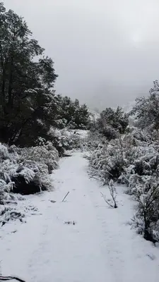 a snow covered path with trees and bushes at Mountain Top Barn retreat with View in Bodfish