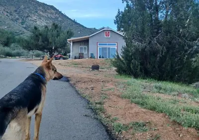 a dog standing in the road in front of a house at Mountain Top Barn retreat with View in Bodfish