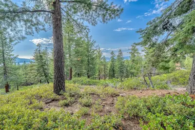 a clearing in the woods with a tree at South Tahoe Haven Views Comfort Fun in South Lake Tahoe