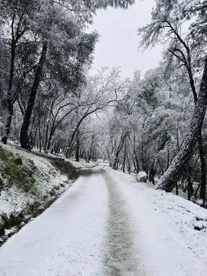 a snow covered road with trees on the side at Blissful Acres hilltop cottage in Grass Valley