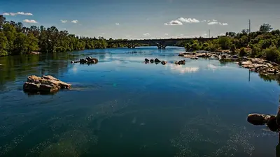 a river with a group of animals in the water at Folsom Old Town Escape • Cozy Cottage + Library in Folsom