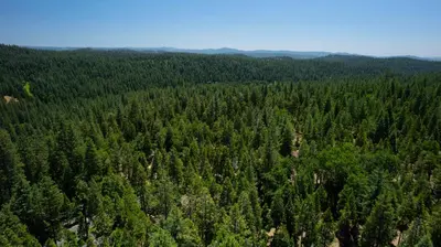 an aerial view of a forest of trees at A-Frame Cabin - Sauna, Hot Tub, Fire Pit, Projector in Arnold