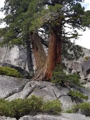 a tree sitting on top of some rocks at Kirkwood On Meadow 3br 1 ba in Kirkwood