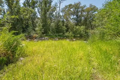 a field of tall grass with trees in the background at Sequoia Vintage A-frame River Retreat in Three Rivers