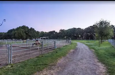 a dirt road in a field with a cow in a fence at Sac Camp Delta Garden Retreat in Sacramento