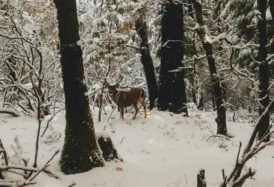 a horse walking through a snow covered forest at Meadow Creek Cabin in Camino