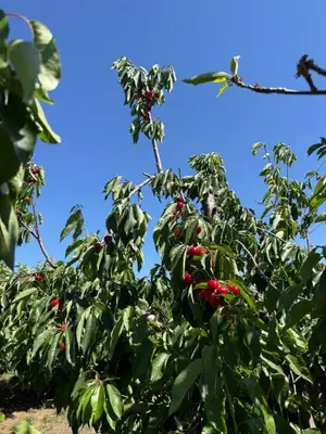 a tree with red berries on it at Newly Renovated Lakefront with Dock in Bethel Island