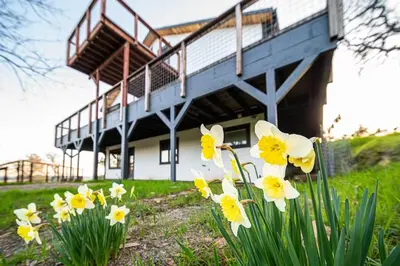a bunch of daffodils in front of a building at Hilltop Luxury Yosemite Retreat with Spa, Pool, Views in Mariposa