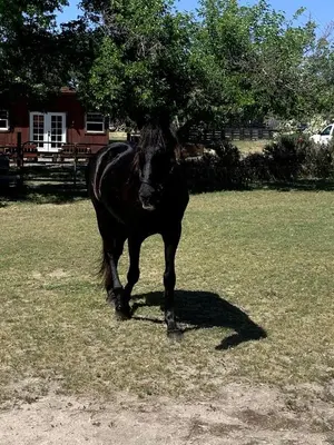 a black horse standing in a field of grass at Cozy Rustic Cabin on a Working Horse Ranch for a Unique Getaway in Granite Bay, California in Granite Bay