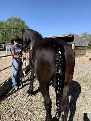 a woman standing next to a black horse at Cozy Rustic Cabin on a Working Horse Ranch for a Unique Getaway in Granite Bay, California in Granite Bay