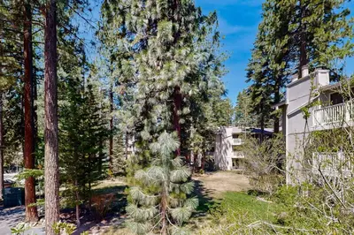 a large pine tree in front of a house at Lakeshore Luxe in Incline Village