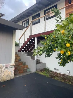 an orange tree in front of a house at Peach lane house in Newcastle