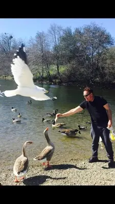 a man feeding ducks and geese at a pond at Gorgeous cottage in fair oaks village in Fair Oaks