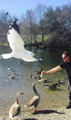 a man feeding ducks and geese at a pond at Magnificent stay at fair oaks village in Fair Oaks