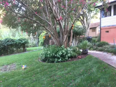 a yard with a tree in the grass at Magnificent stay at fair oaks village in Fair Oaks