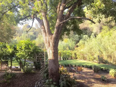 a large tree in a garden with benches around it at Charming vintage village house in Fair Oaks