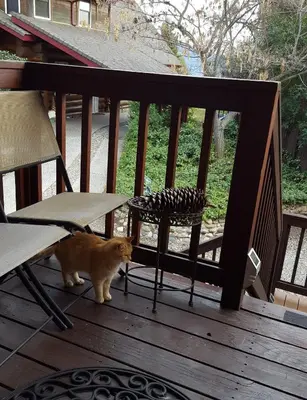 an orange cat standing on a wooden deck at Nature's Inn Bed and Breakfast in Ahwahnee