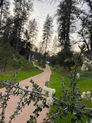 a path in a park with white flowers at Stay at Whispering Pines, only 25 mi to Yosemite! in Midpines