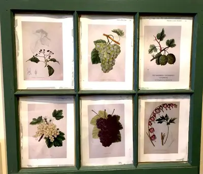 a window with pictures of different types of plants at Rest, a boutique hotel in Plymouth