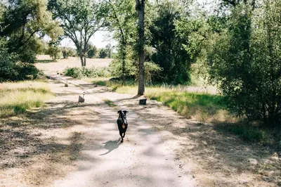 a dog is walking down a dirt road at Sierra Meadows in Ahwahnee