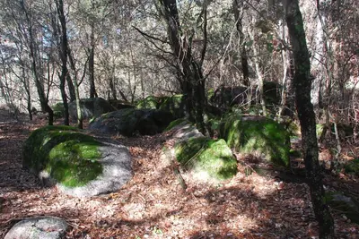 a group of moss covered rocks in the woods at Sierra Trails Inn in Mariposa