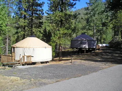 a couple of yaks and a tent in a field at Yosemite Lakes Hillside Yurt 14 in Harden Flat