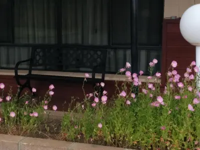 a bunch of pink flowers in front of a bench at Starlight Motel in Big Pine