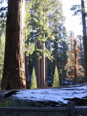a group of trees with snow on the ground at Merrynook in Pinehurst