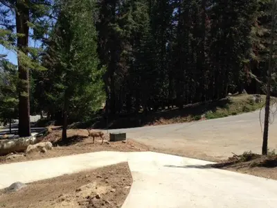 two animals are standing on the side of a road at Mystic Views in Yosemite West