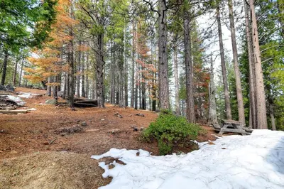 a forest with snow on the ground and trees at Strawberry Creek in Yosemite West
