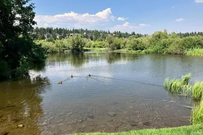 three ducks in the water on a river at Snowcreek 590 in Mammoth Lakes