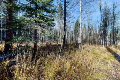 a wooded area with tall grass and trees at Great Northstar Condo in Kingswood Estates