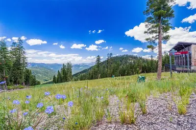 a field of flowers on a hill with a tree at Gold Bend 5034 in Truckee
