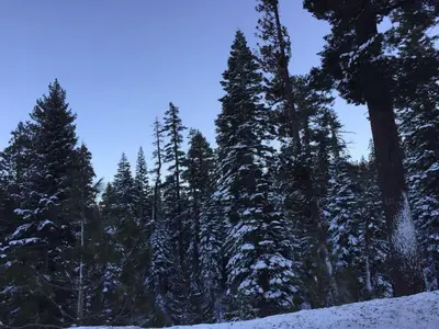 a group of trees with snow on them at Lodge at Kingsbury Crossing in Stateline