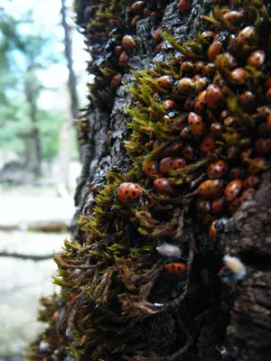a tree with moss and ladybugs on it at 39 River Song in North Wawona