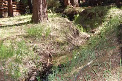 a moss covered hill in a forest with a tree at 50 Spindlers Chalet in Wawona