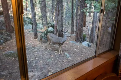 a deer standing in the woods looking out a window at 4 Pine Creek Cabin in North Wawona