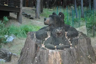 a statue of a bear sitting on a tree stump at 11 Shangri la-de-da in Wawona