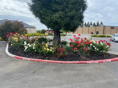 a flower garden in a parking lot with a tree at Oasis Inn Sacramento- Elk Grove in Sacramento