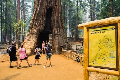 a group of people walking around a large tree at The Yosemite Inn in Mariposa
