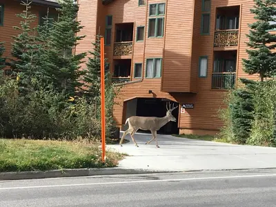 a deer walking down a street in front of a building at Mountainback 48 Corner Unit in Mammoth Lakes