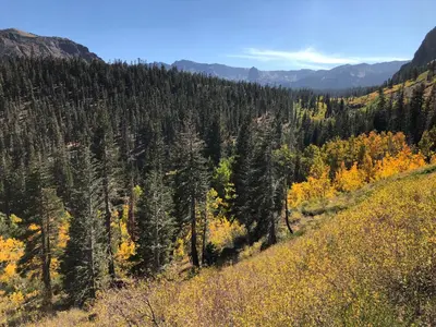 a view from the top of a hill with trees at Mountainback 38 pet unit in Mammoth Lakes