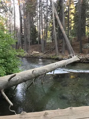 a fallen tree crossing a stream in a forest at Silver Bear #40 in Mammoth Lakes