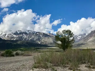 a tree in the middle of a field with mountains at Mountainback 115 3 bedroom loft in Mammoth Lakes
