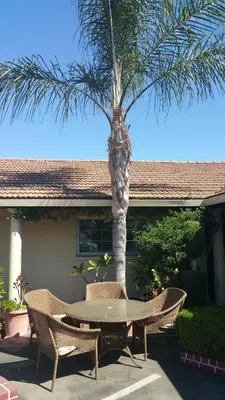 a table and chairs in front of a palm tree at San Joaquin Motel in Merced
