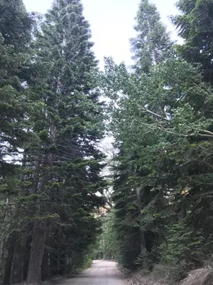 a dirt road between two tall trees in a forest at Mountainback 62 in Mammoth Lakes