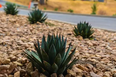 a succulentuanauanauanauanauanauanauanauanauanauanauanauanauana at Oak Ridge Inn in Plymouth