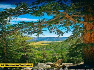 a view of a forest through a tree frame at Cozy Muir Cottage - In Town - Pet Friendly in Lone Pine