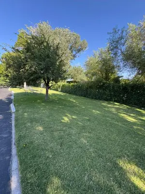 a tree in the middle of a grass field at Bishop Elms Motel in Bishop